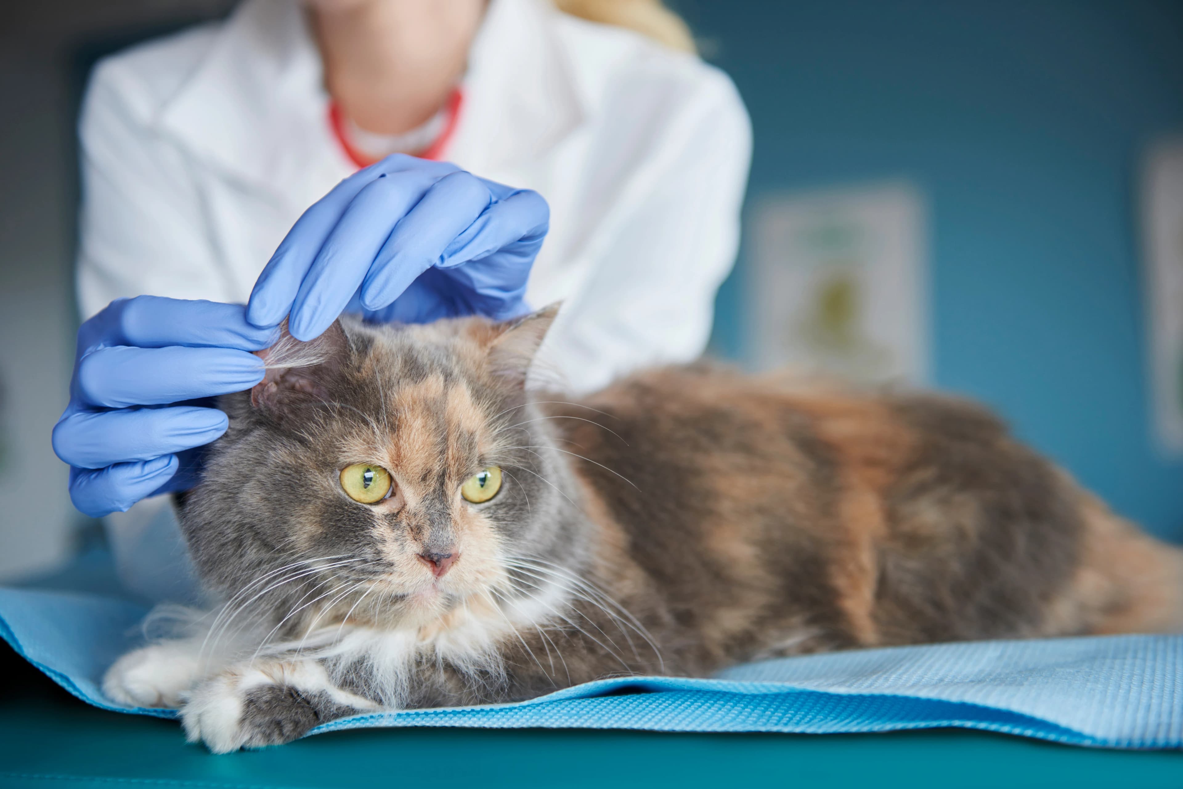 Veterinary Care