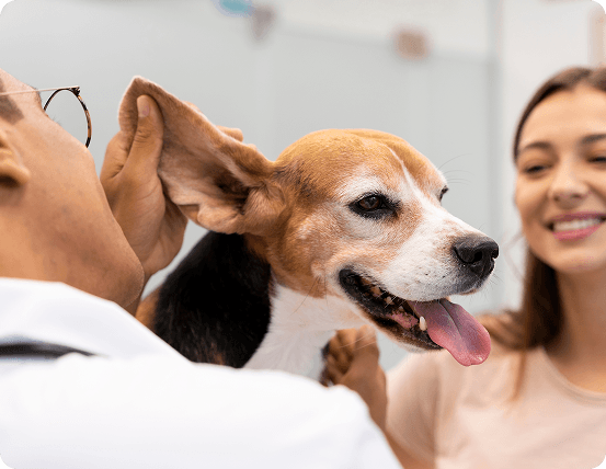 Skin & Ear Infections