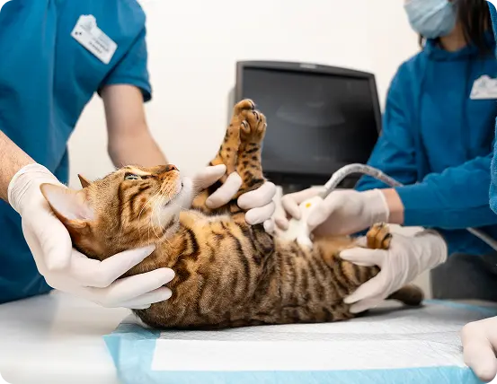 Pet Ultrasound