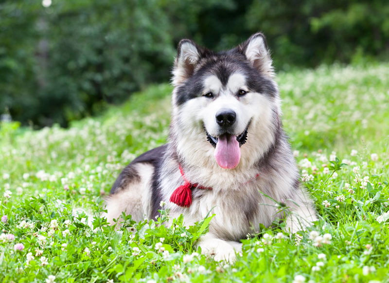 Husky Husky