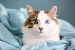 Cat in blue blankets Cat in blue blankets